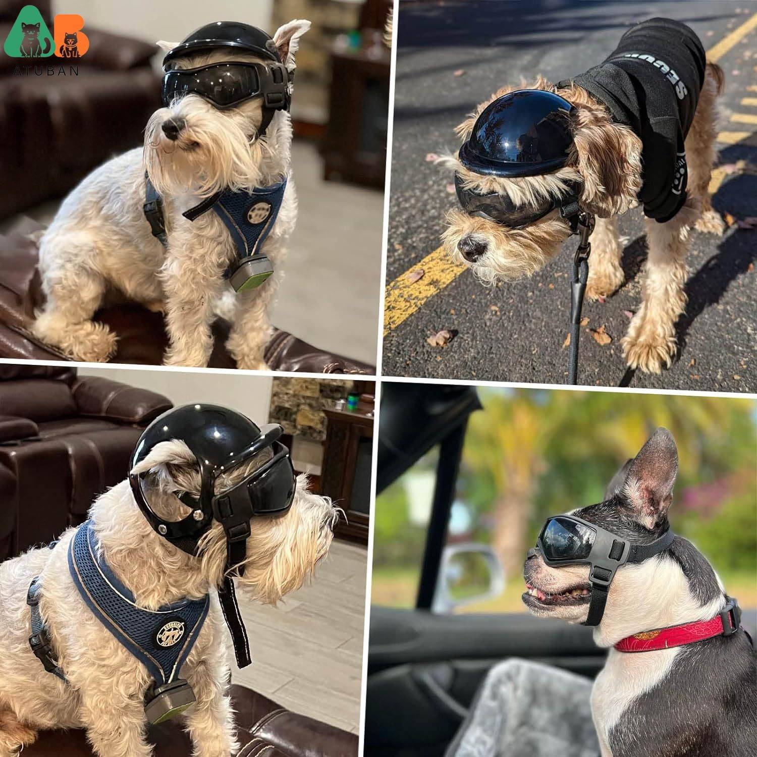 Casco y Gafas para Perros Pequeños